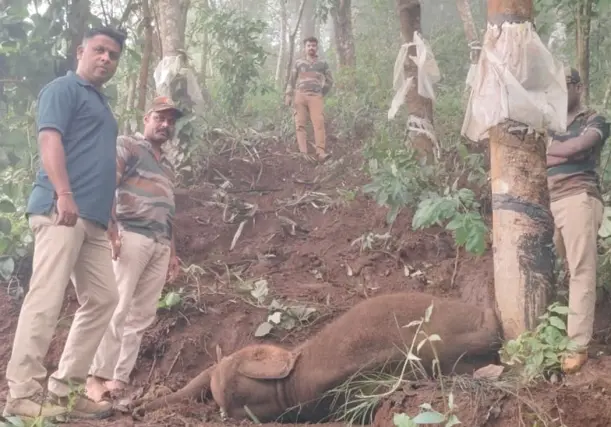 Baby elephant dies after falling from hill  