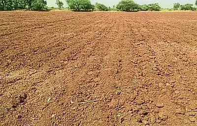 Drought deepens farmers’ distress as rabi crops wither for lack of moisture