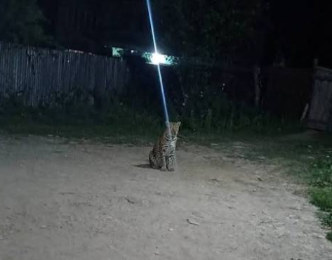 Leopard sighting in Anchepalya triggers concern