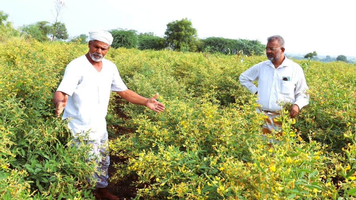 GI-tagged Kalaburagi tur dal enters Maldives market