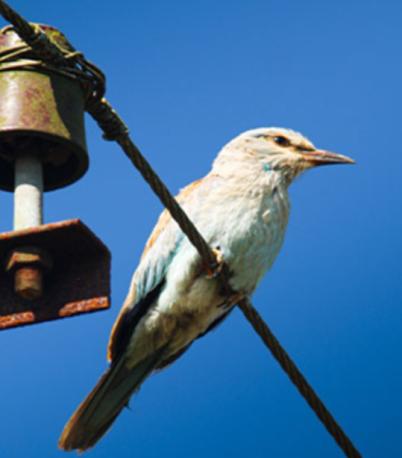 Young birder spots migratory European Roller at Mangalore University campus 