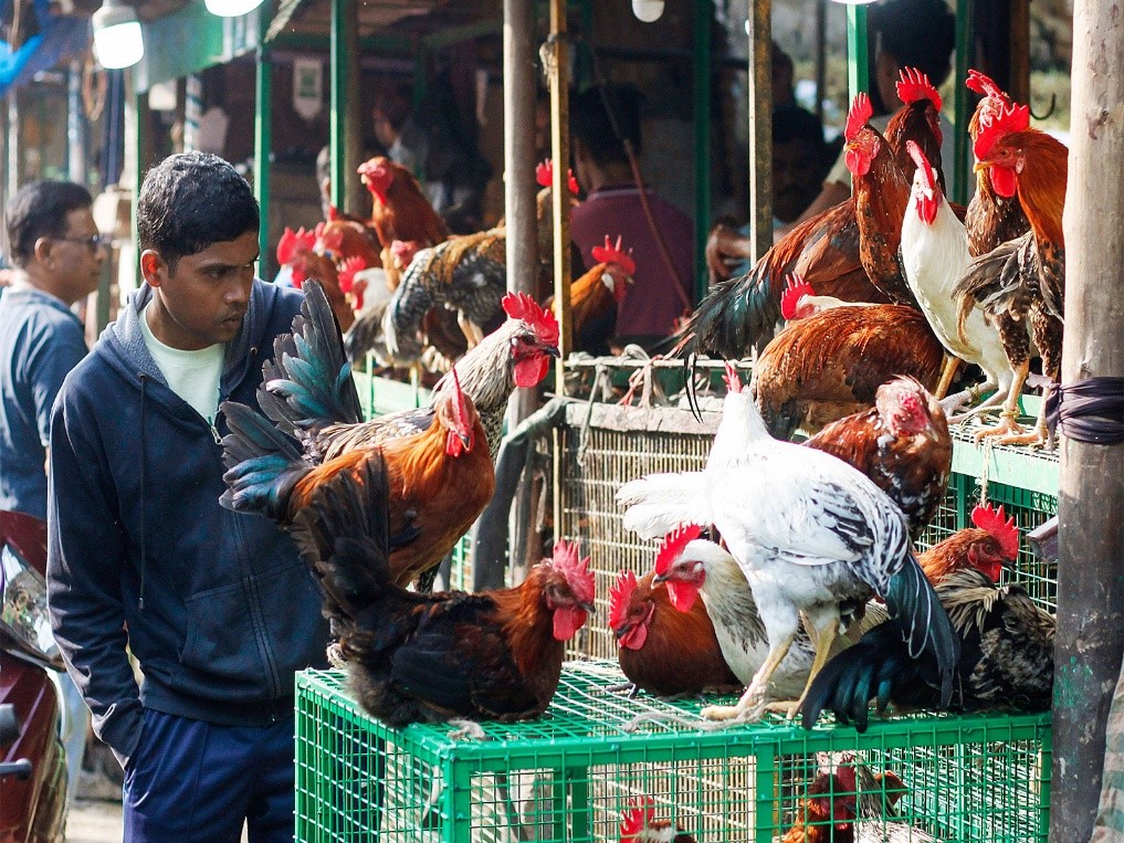 PETA India seeks nationwide ban on meat Ads