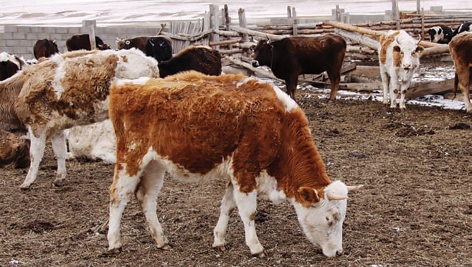Over 1,200 animals culled in Mongolia