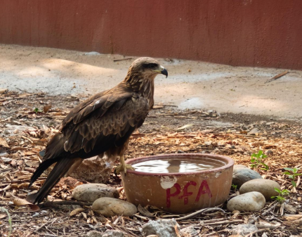 Aurad residents urge water relief for animals