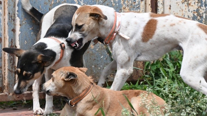 Actress Samyukta Horanadu upset with GBA’s decision on dogs