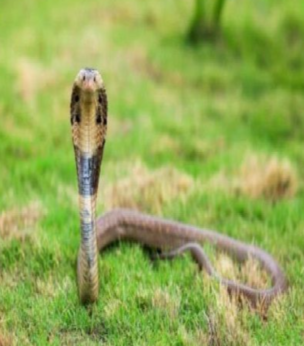 Snakebite Cases Rise Alarmingly in Karnataka, 273 Deaths Reported in Three Years