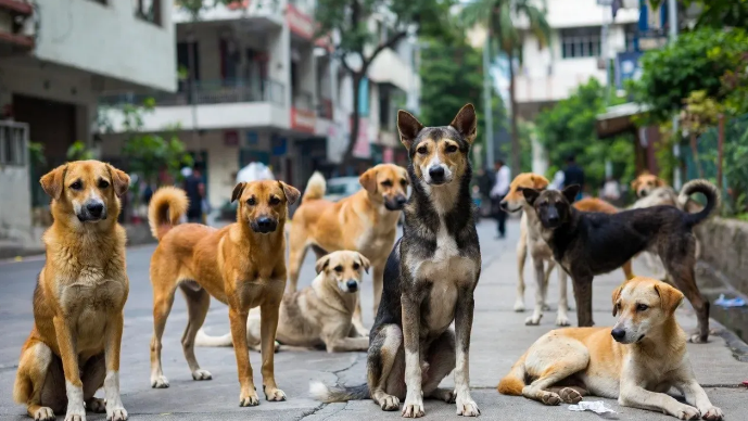 Dog bite crisis in Karnataka: Over 90,000 cases in three years, Bengaluru alone accounts for 70 percent