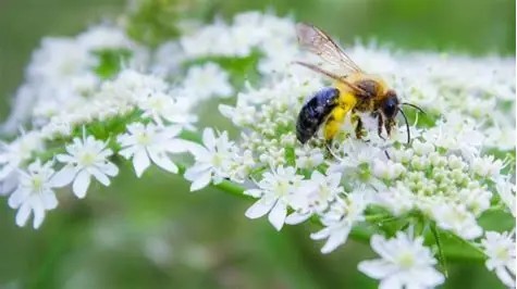 Pollinator-Friendly Gardens: Supporting Local Wildlife