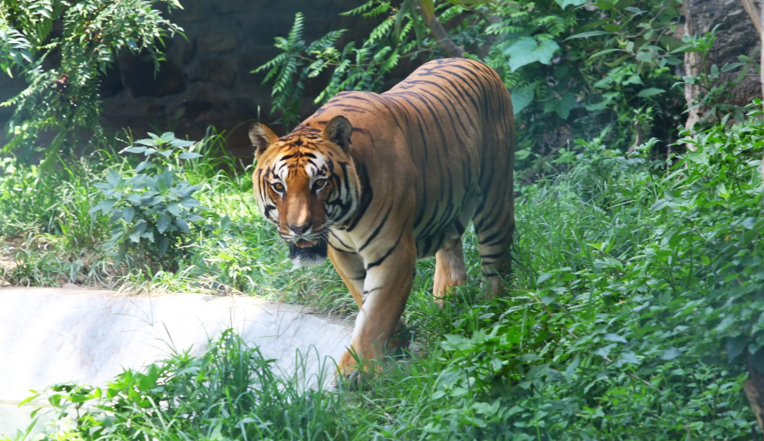 Nepal’s tiger population climbs to 429