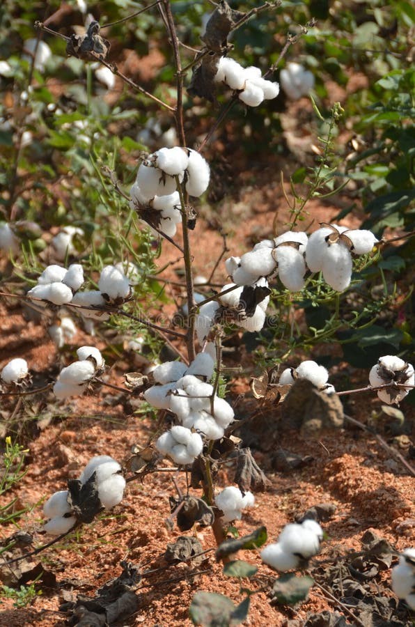 Surge in Cotton Imports Triggers Alarm over Farmers’ Livelihoods