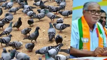 Lung Problems Rise Due to Surge in Pigeon Population, Says MLA Suresh Kumar