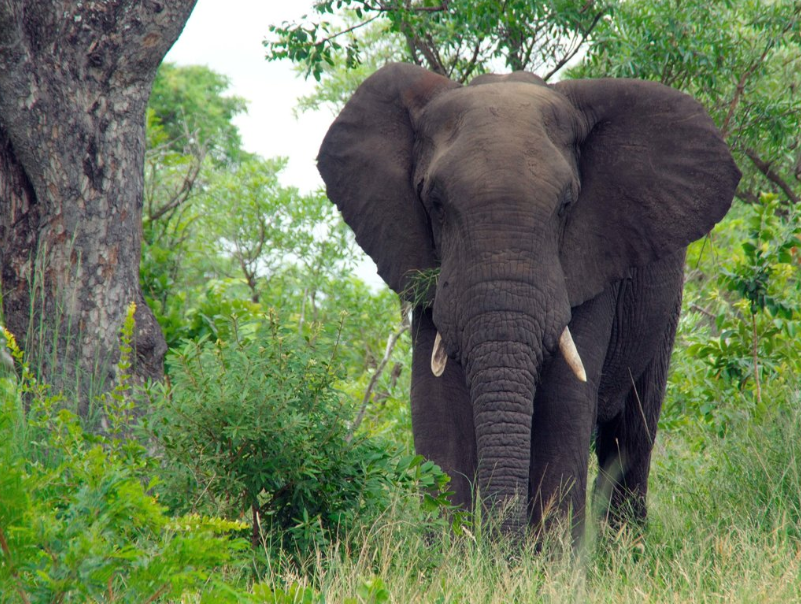 Farmer killed in wild elephant attack in Ramanagara