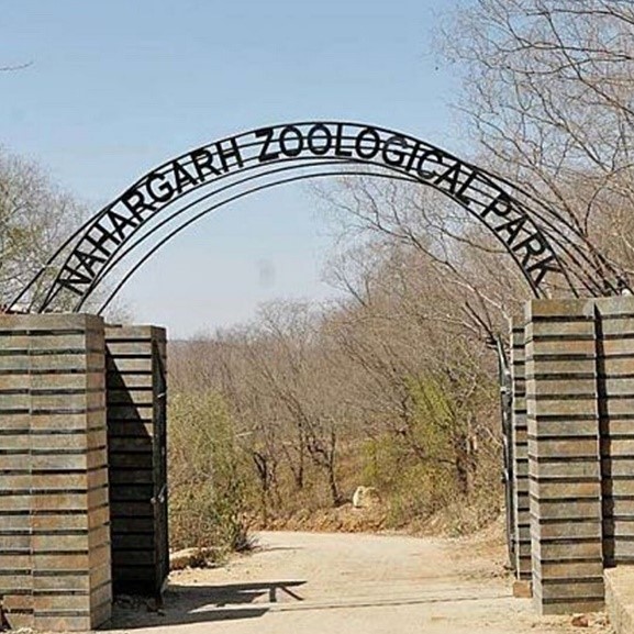 Nahargarh Zoo offers ‘fruit ice cream’ to cool animals
