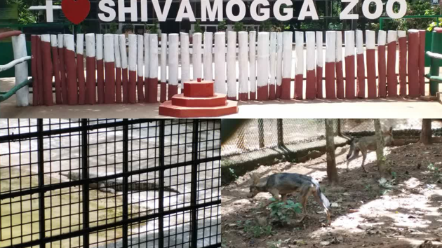 Wolf and gharial join Shivamogga Zoo as new attractions