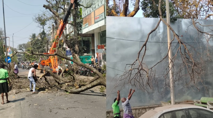 Dry tree branches raise safety concerns in Basavakalyan