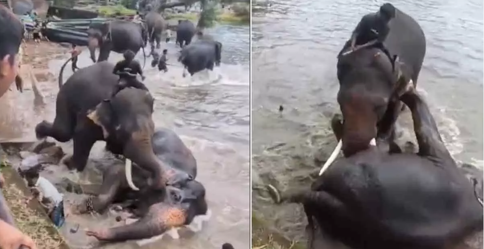 Tourist killed in elephant clash at Dubare Camp