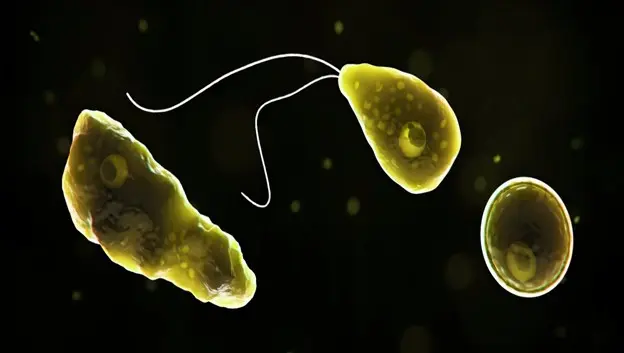 NGT Probes Well Water Link to Brain-Eating Amoeba in Kerala