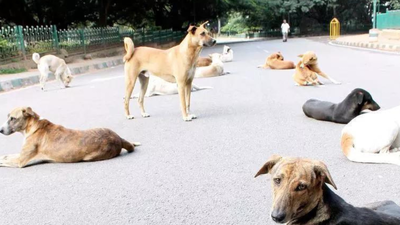 Schools Oppose Stray Dog Count Order