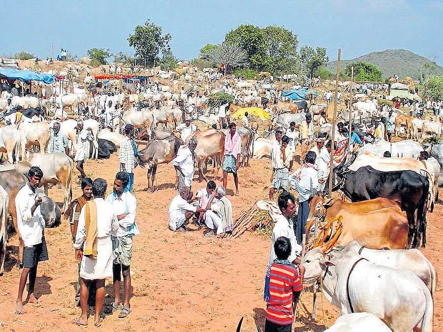 Tornahalli Cattle Fair Date Announced