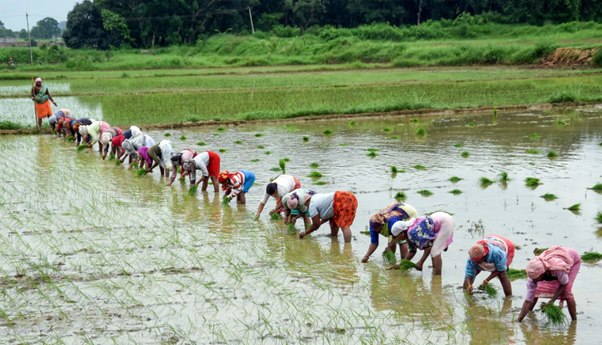 Synergy between education, innovation, skilling key to agronomic progress: Govt