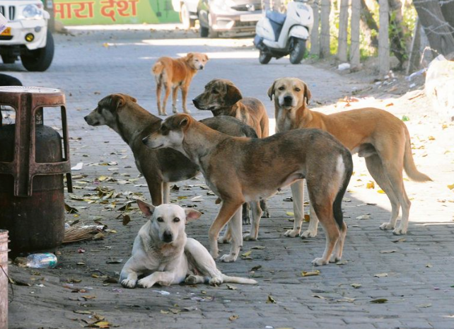Stray dog attack in taluk severely injures GP member