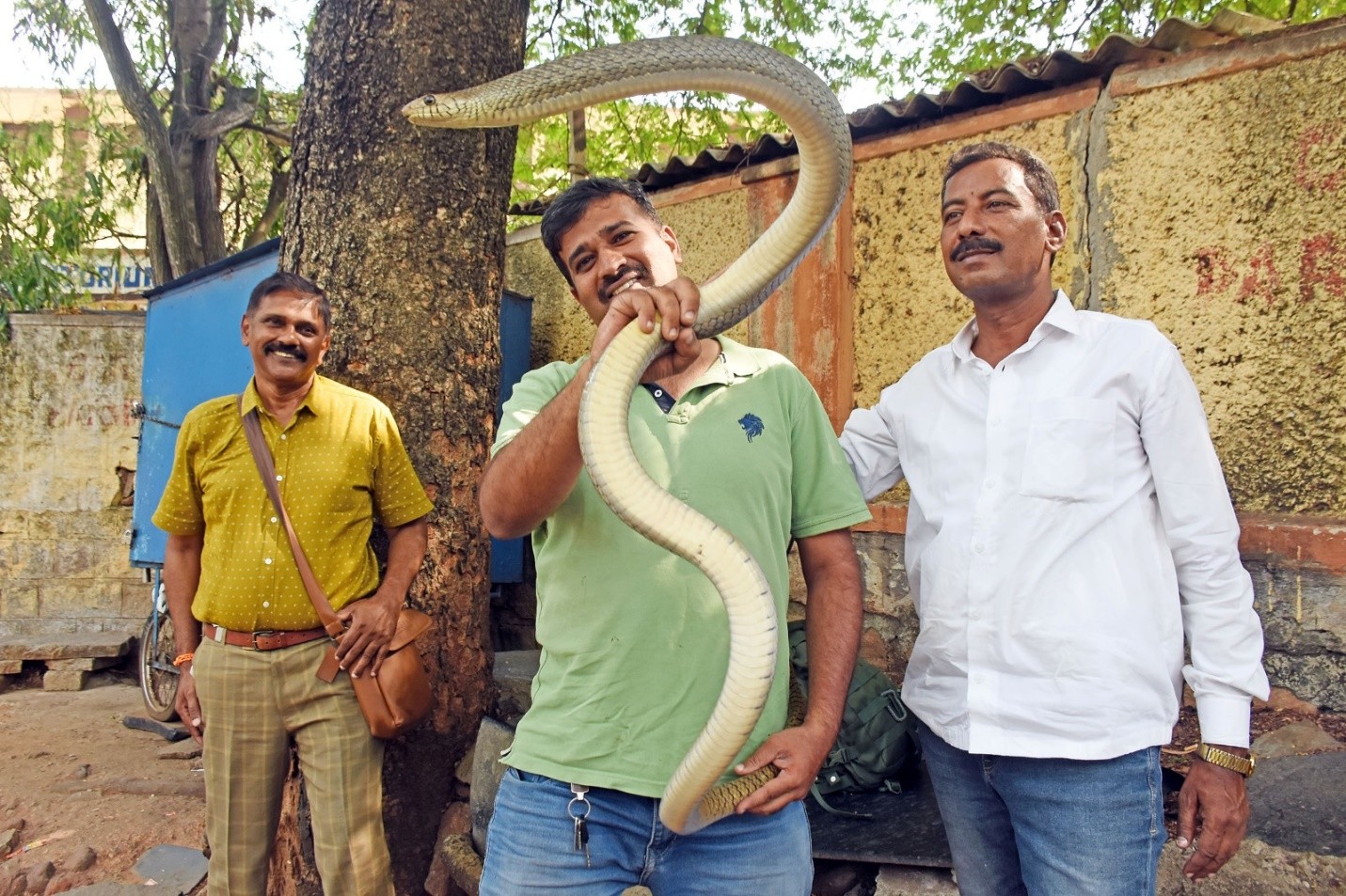 Heat drives wild visitor indoors: A  7.5-foot Rat snake rescued