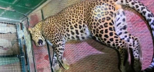 Leopard Rescued After Falling into Well at Hubballi Airport