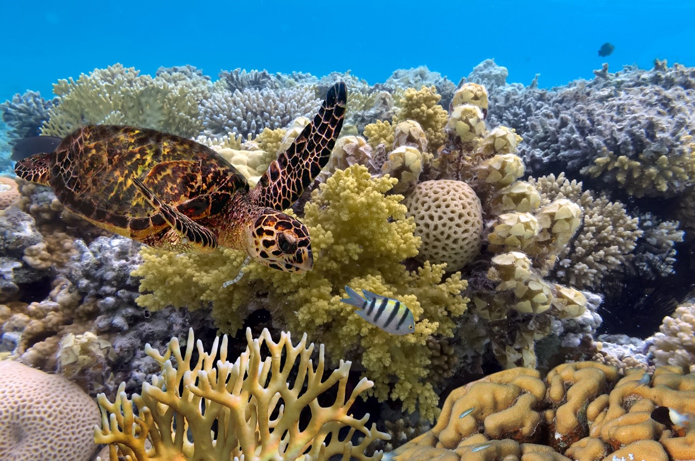 Aussie min issues urgent plea for reef protection