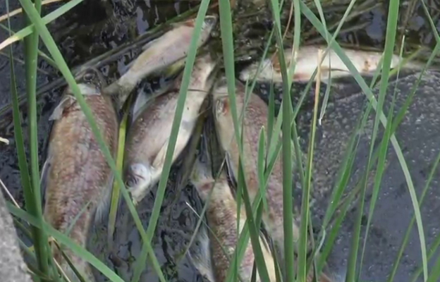 Villagers blame officials for fish deaths caused by industrial waste