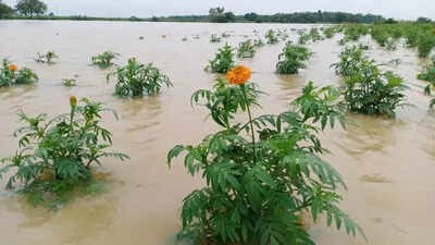 Heavy Rains Devastate Crops Across Haveri, Farmers Face Severe Losses
