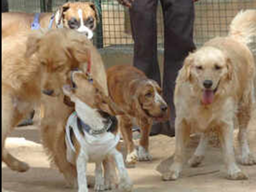 GBA Plans Caps on Pet Dogs, Breed Guidelines for Apartments