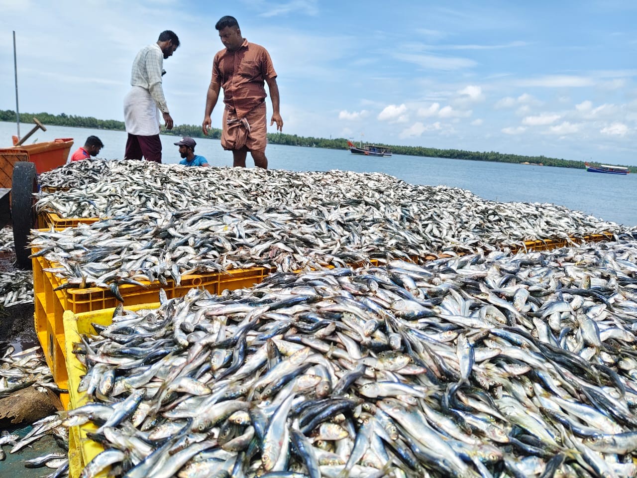 Sardine boom boosts India’s marine fisheries growth