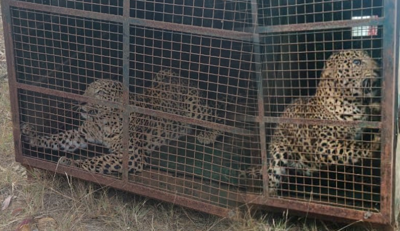 Leopard troubling villagers captured in Ch’ballapura