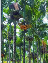 District tops in crop insurance enrolment for arecanut, pepper