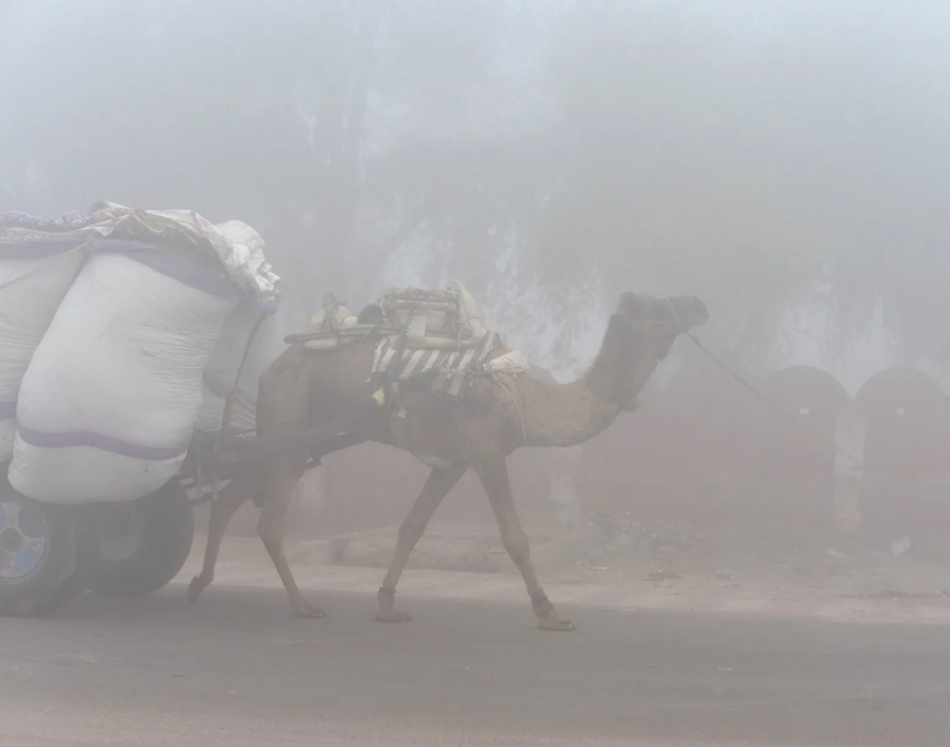 Dense fog blankets parts of Rajasthan; visibility drops in many areas