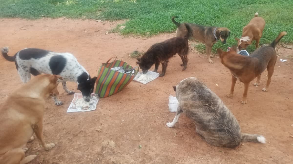 GBA spends Rs 3.33 lakh per month on 100 stray dogs