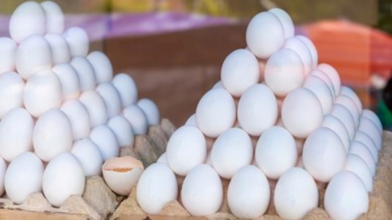 Shortage of 30–40 Lakh Eggs Daily in City