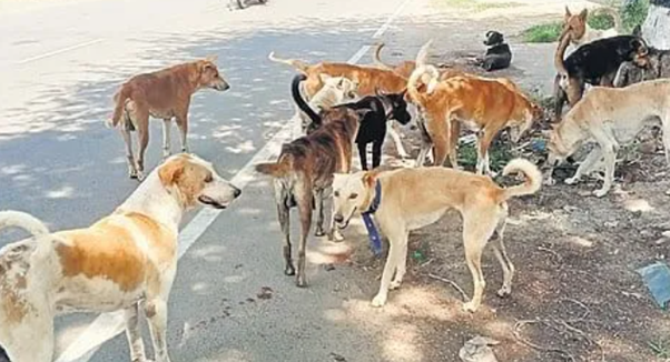 TN appoints 76 animal welfare officers to lead rabies prevention drive