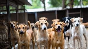 Bengaluru Building Shelters for 2,100 Stray Dogs after Supreme Court Directive