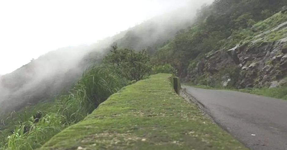 Environmentalists seek scrutiny of Charmadi tree-felling proposal