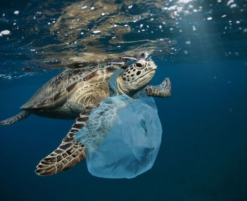 Plastic Pollution: An Escalating Global Crisis in 2025