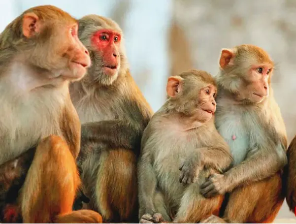11 monkeys found dead in forest, poisoning suspected