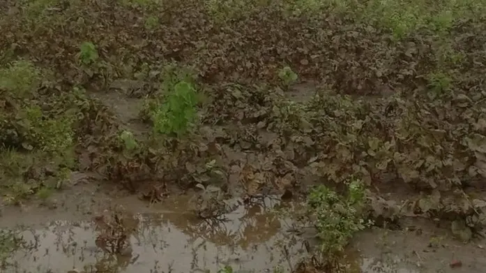 Monsoon Fury Destroys 56,000 Hectares of Farmland