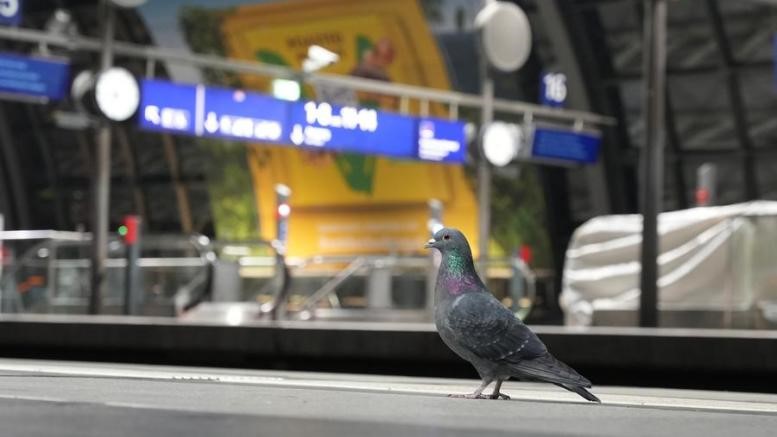 Intro: New Zealand issues alert after Bird Flu detection in Australia, strengthening biosecurity measures nationwide