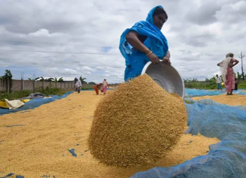 ICAR denies bias in gene edited rice trials
