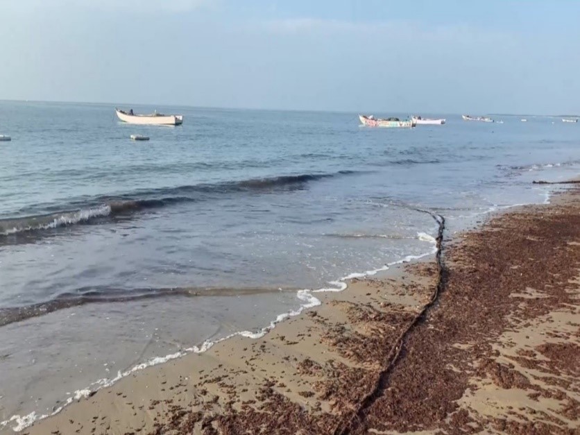 Unusual seaweed surge alarms coastal workers