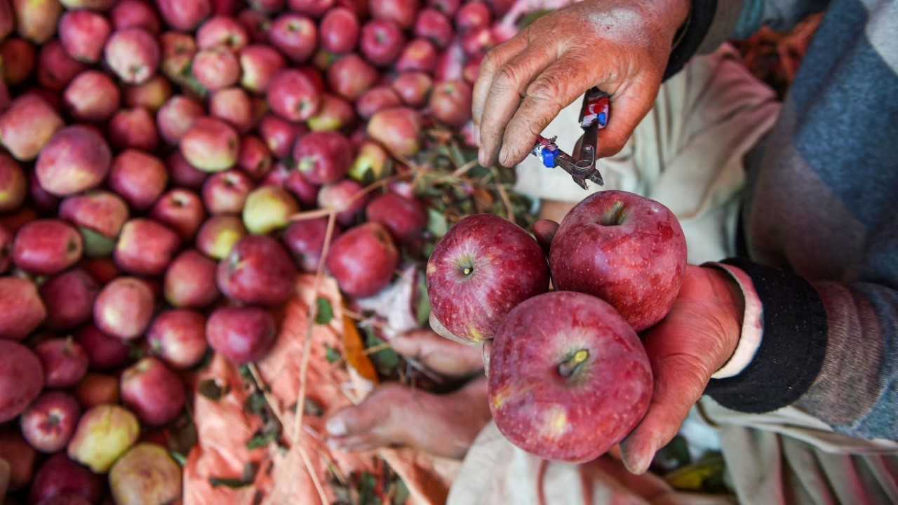 Trade deal with NZ worries apple farmers