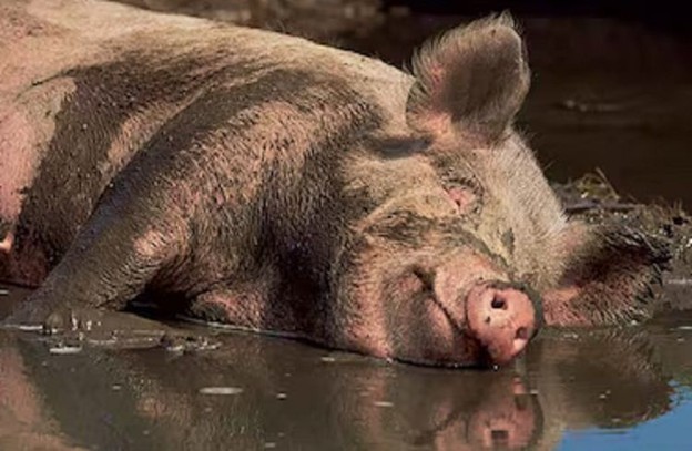 African swine fever claims 100 pigs