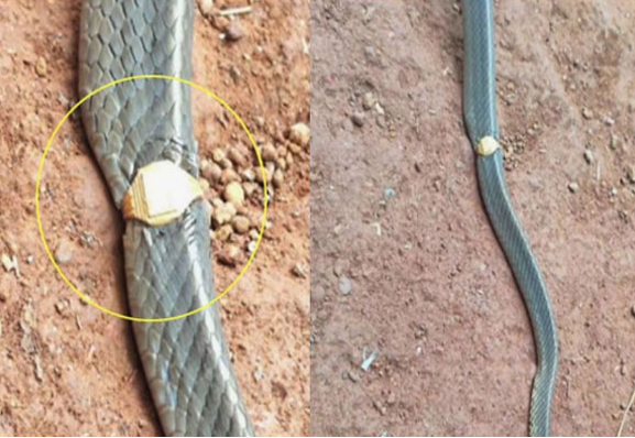 Snake rescued after gold ring shock incident
