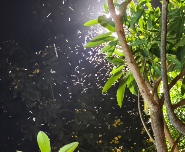 Residents urge civic body to act on surge in light-attracted insects